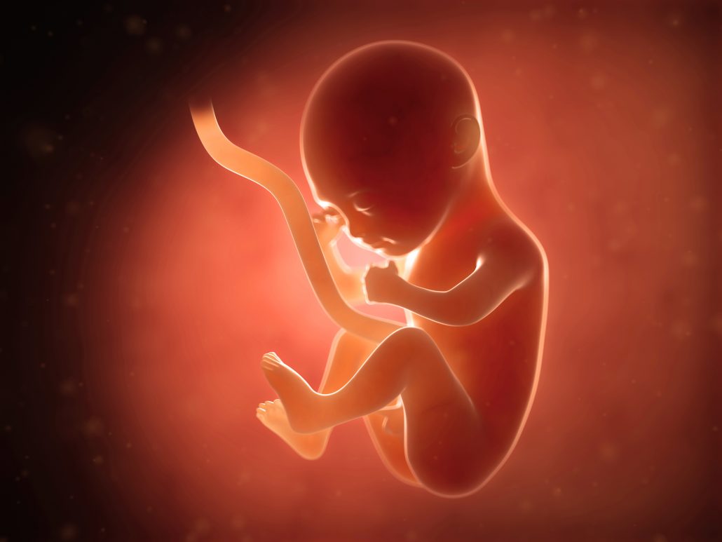 Human Fetus